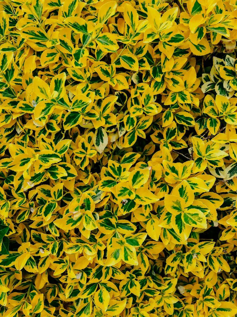 why is my sedum turning yellow with yellow and green leaves