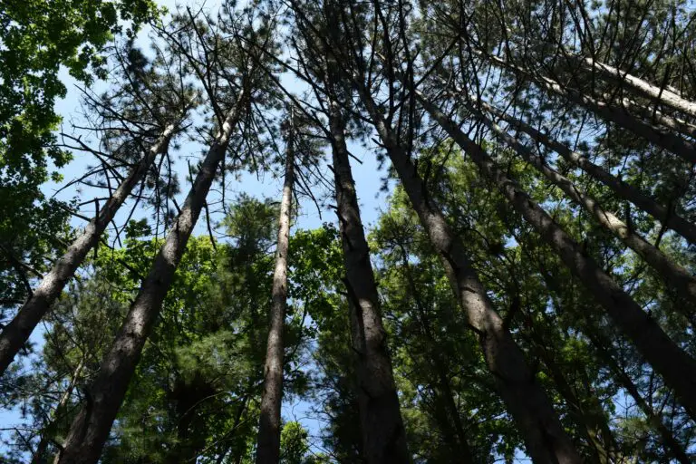 will sedum grow under pine trees - Low Angle Photography of Trees