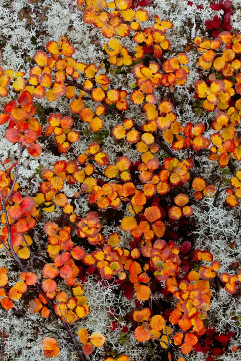 Close-up of sedum ground cover potentially choking out weeds