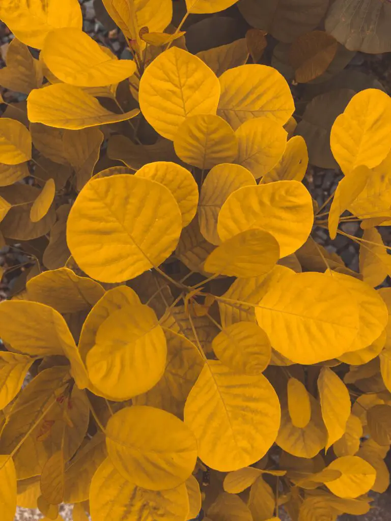 Colorful yellow round shaped sedum leaves growing in sandy soil