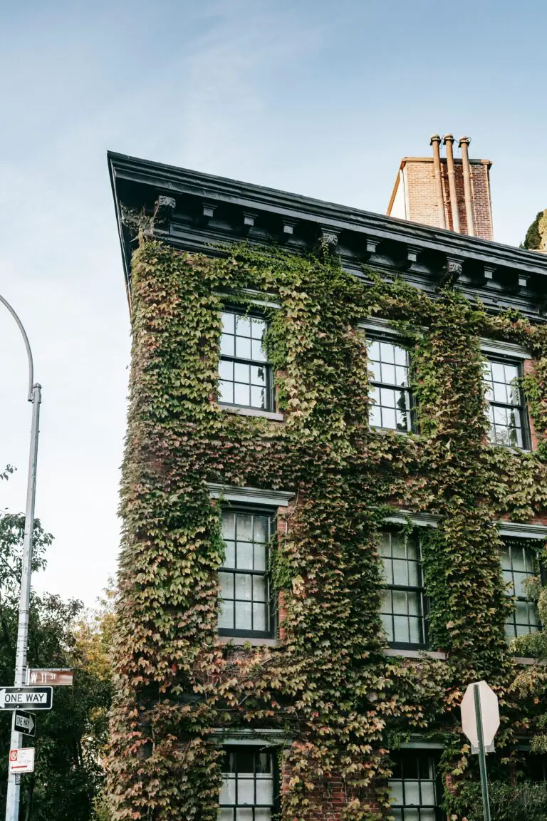 Historical overgrown Sedum at the facade of a residential house reflecting how did sedum get its name