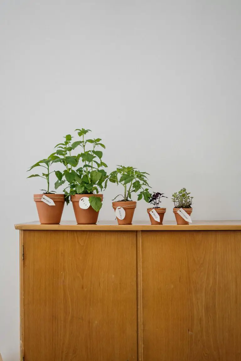 Sedum growing in pots, a versatile gardening option