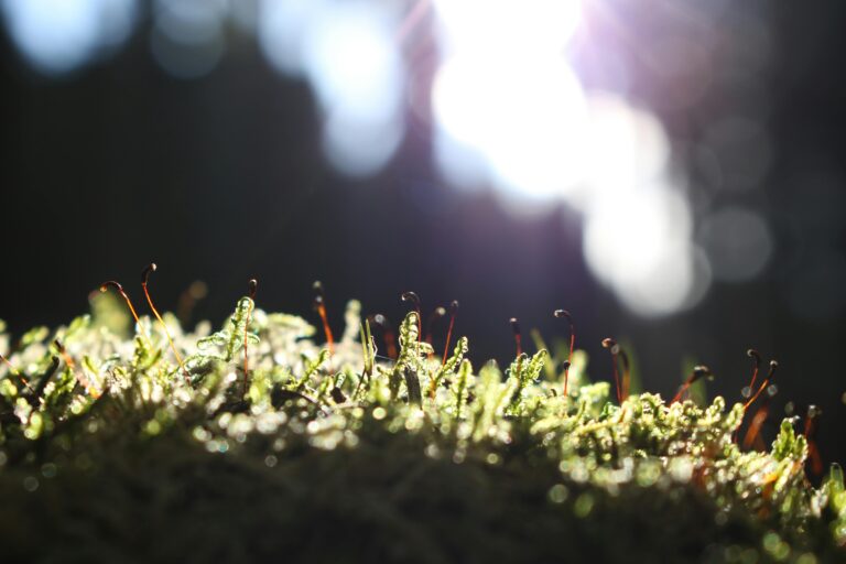 Weed suppression in garden with sedum plants