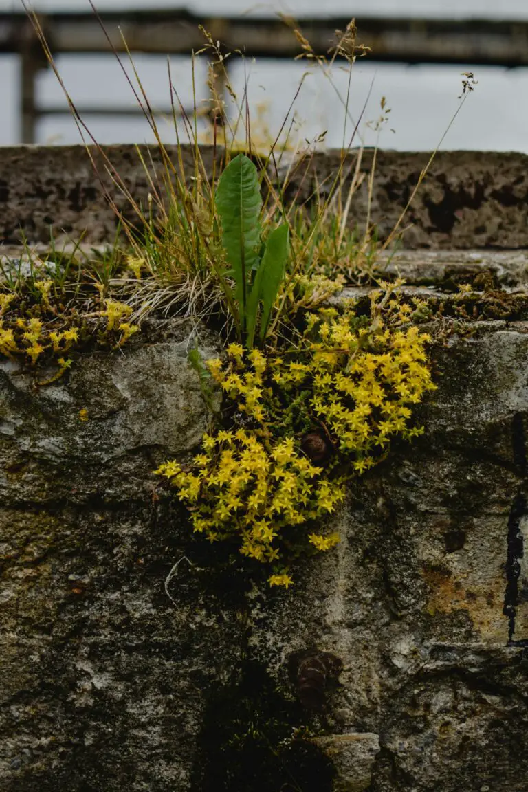 how did sedum get its name - Wild Plants Growing on Concrete Cracks